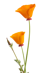 Poppy Left