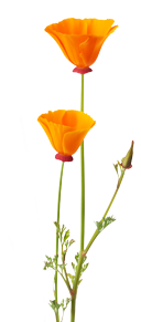 Poppy Right